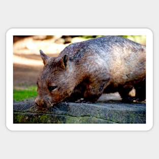 Hairy Nosed Wombat Sticker